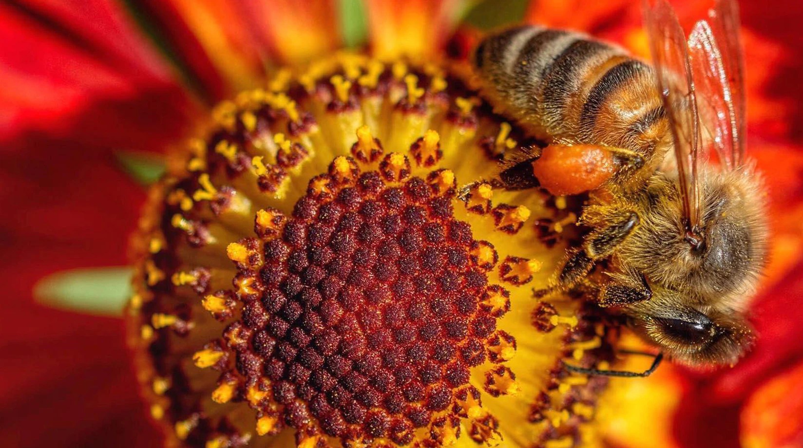 Bee Facts Insects & Arachnids BBC Earth